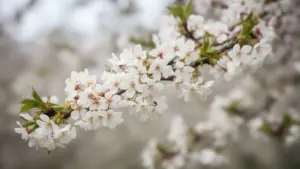 Wiosenne inspiracje: najpiękniejsze wiersze o wiośnie dla dzieci do nauki
